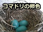 ターコイズの理想とされる「コマドリの卵色」(robin's egg)