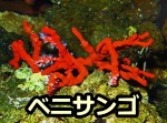 宝飾品として珍重される「ベニサンゴ」